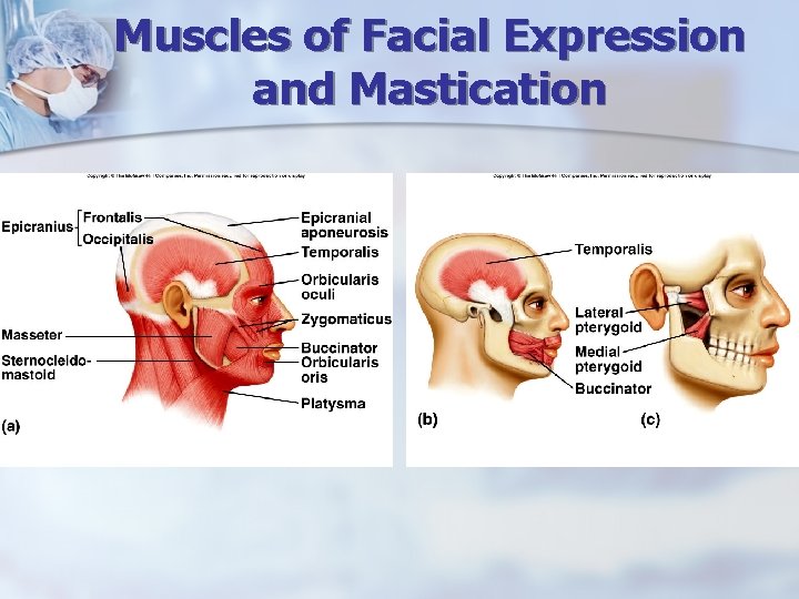 Term used to describe the cytoplasm in muscle cells. Chapter 9 Muscular System Three Types Of Muscle