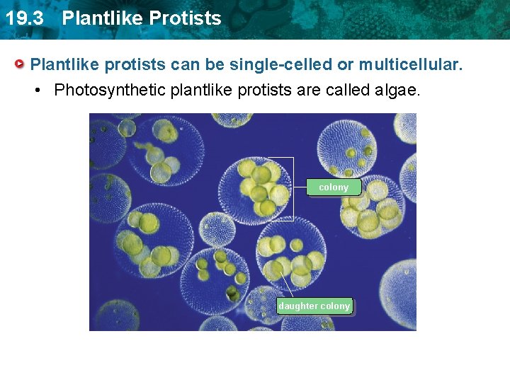 Kingdom Protista Protists Biology Notes Kingdom 2protist is a eukaryote thtis not an animal plantor a fungus.