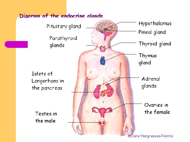 The endocrine system is made of eight major glands, each of which secretes different types of hormones that regulate metabolism, growth and . Endocrine System Access Human Biology Clare Hargreavesnorris Introduction