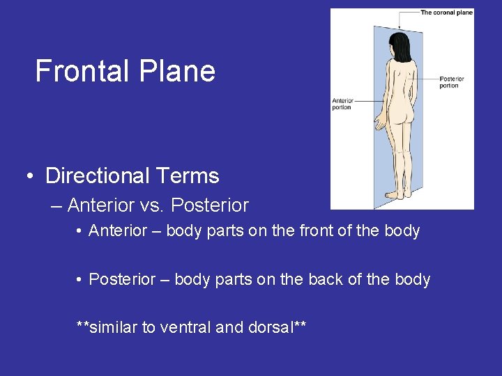 Quiz Planes And Directions Of The Human Body Proprofs Quiz 