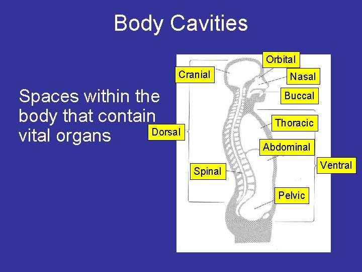 The Human Anatomy And Physiology Human Anatomy And Physiology Anatomy And Physiology Basic Anatomy And Physiology 