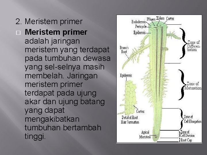  Rizqiya Ivada On Digital Notes Notes Digital Pada tumbuhan terdapat 5 jenis jaringan yang wajib kamu tau.