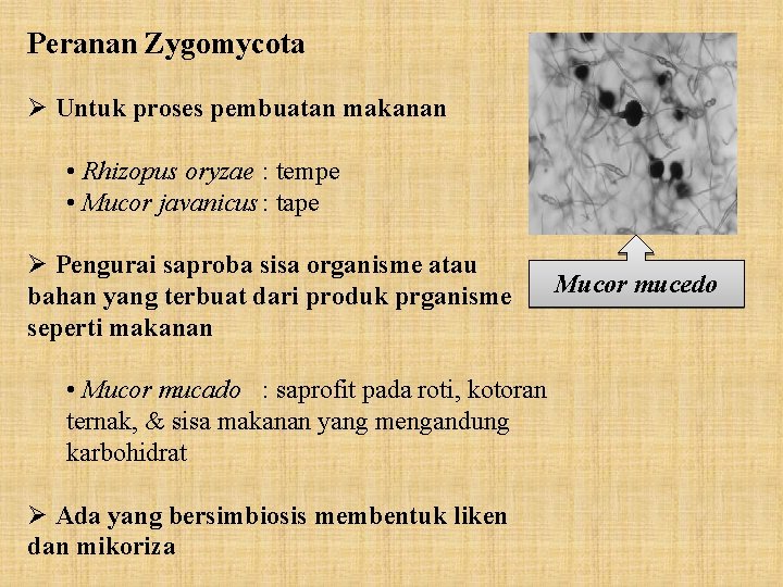 Zygomycota Pengertian Ciri Ciri Manfaat Karakteristik Peranannya Langsung saja kita simak yang Contoh zygomycota adalah Rizopus stolonifer Rhizopus oligosporus jamur tempe dan.