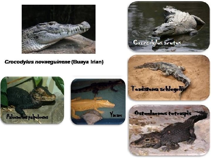 Boneka buaya crocodile 80cm bahan halus. Kingdom Animalia Animalia Apakah Hewan Itu 1 Organisme