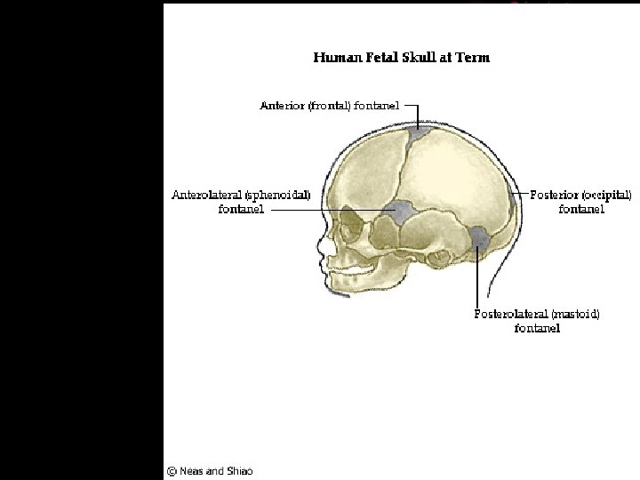 It is made up of 24 bones known as vertebrae, according to spine universe. Types Of Skull Sutures 1 2 3 4