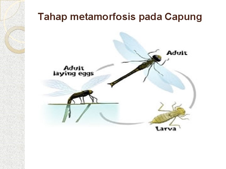 Metamorfosis capung juga melalui 3 tahapan metamorfosis, yaitu fase telur, fase nimfa dan fase capung dewasa. Metamorfosis Harlinda Syofyan S Si M Pd Tujuan