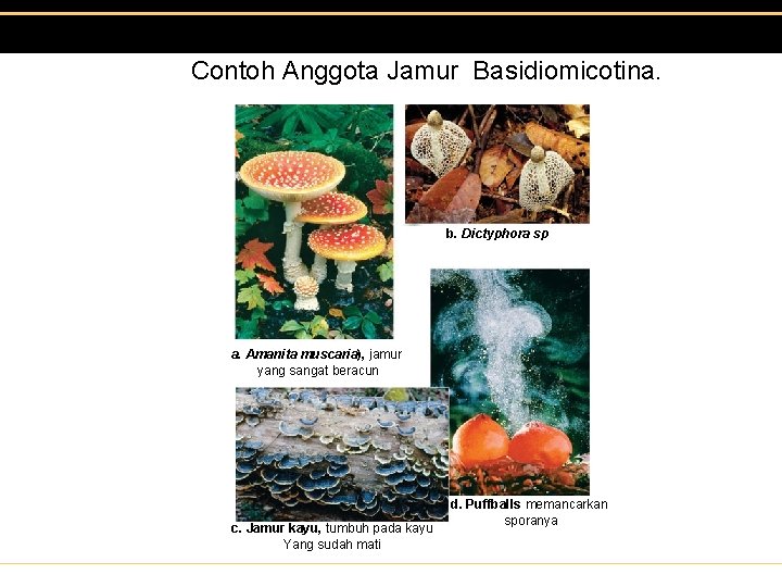 Kingdom fungi dikelompokkan menjadi lima divisio, yaitu chytridiomycota,. Kingdom Fungi Copyright Sugeng Publishing Silahkan Gunakan Slide