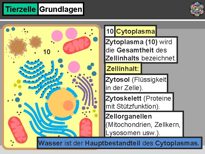 pics Cytoplasma Mitochondrien slidetodoc com