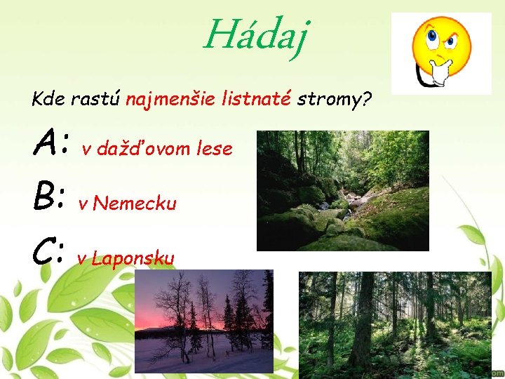 I lesníci mezitím poněkud ustoupili a ponechali v lese například stojící mrtvé kmeny; O Ukrva Les Strom M Obrovsk Telo Sklad