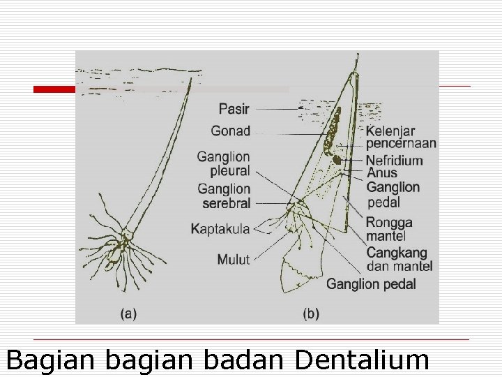 Contoh hewan invertebrata (hewan tidak bertulang belakang): Avertebrata Moluskamollusc Phylummoluska O Kingdom Animalia O Phylum