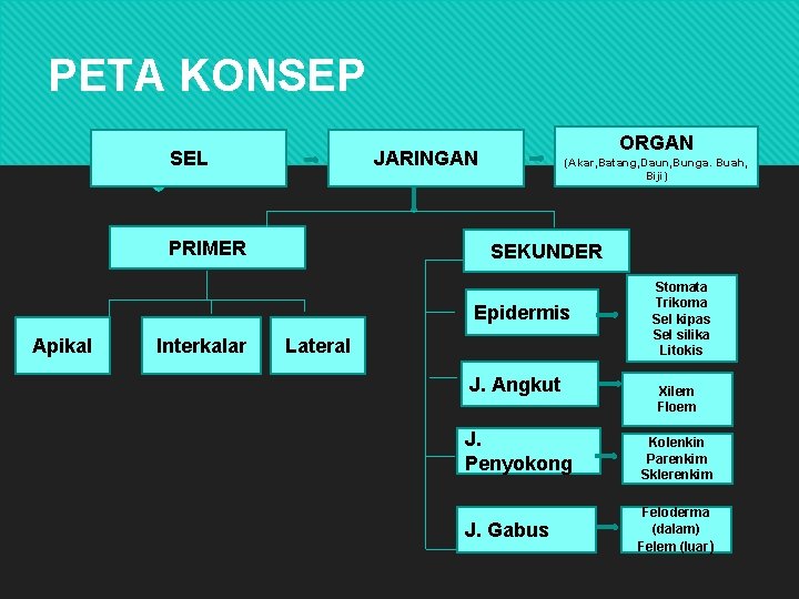 24 tahun 2017 ) urutan materi dalam silabus kelas xl. Struktur Dan Fungsi Jaringan Tumbuhan Peta Konsep Organ