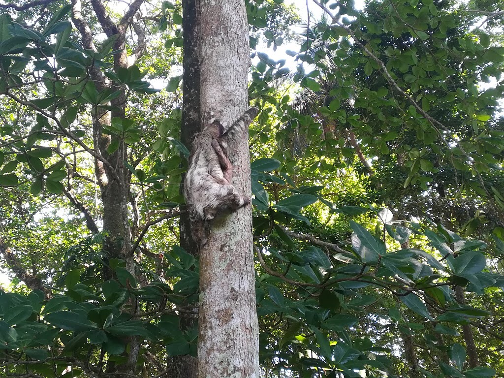 Mama sloth met baby sloth