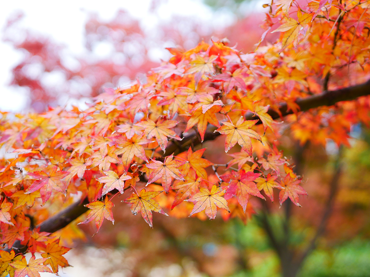西新さんぽ】紅葉を見に「紅葉八幡宮」へお出かけ（LUMIX GF9で撮影