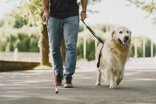 guide dogs change address
