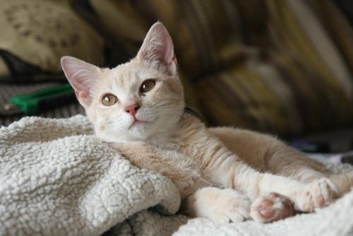 moving home with a cat