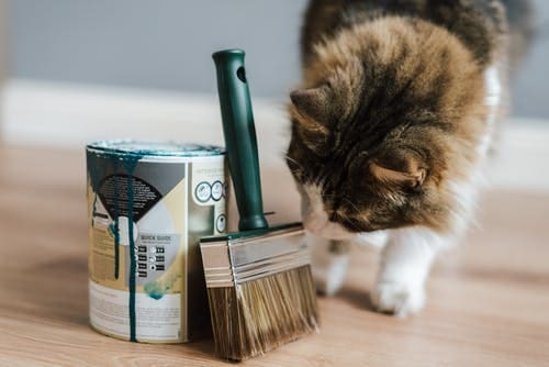 moving home with a cat