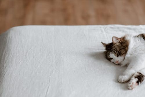 moving house with a cat