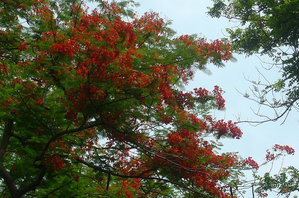 Goodbye Summer Hello Fire Trees Slouching Somewhere