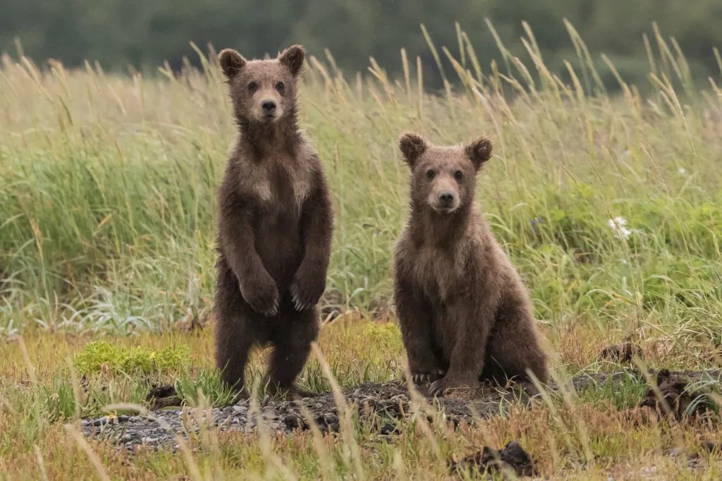 Slovak bears and High Tatras wildlife gallery image