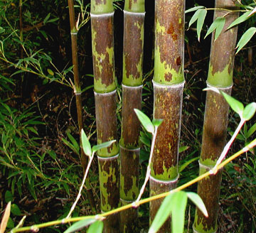 bamboo