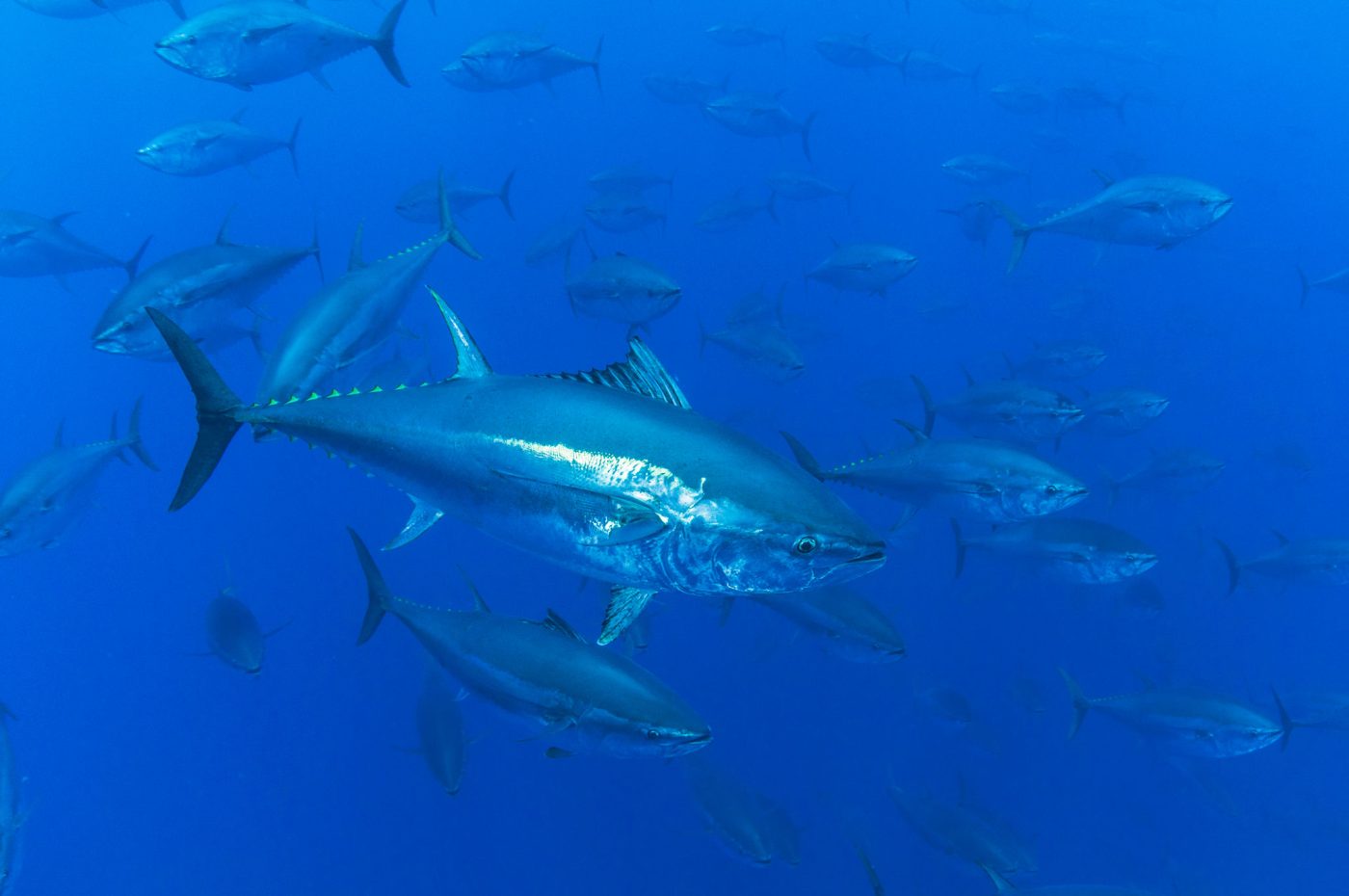 Viden om blåfinnet tuns føde er nøglen til bedre fangster