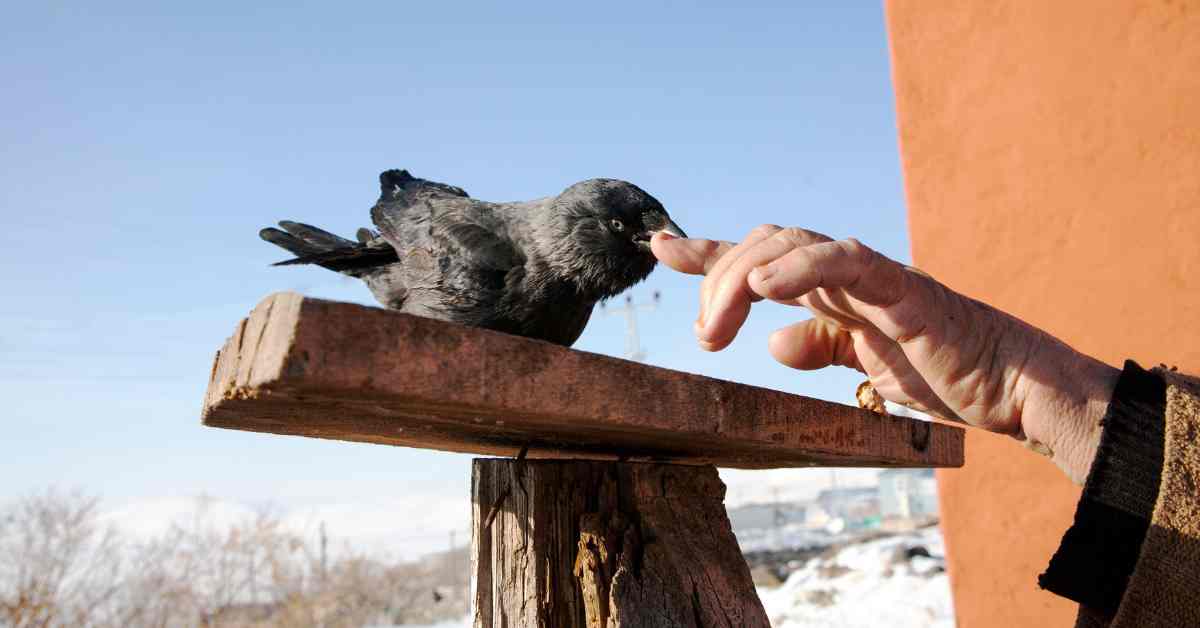 Is it good to feed crows every day?