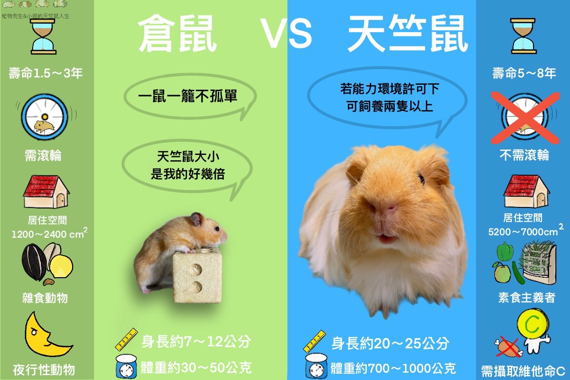倉鼠和天竺鼠的飼養 飲食 空間環境差別怎麼分辨倉鼠和天竺鼠 寵物先生與小姐的天竺鼠人生 Mr Mrs Pet
