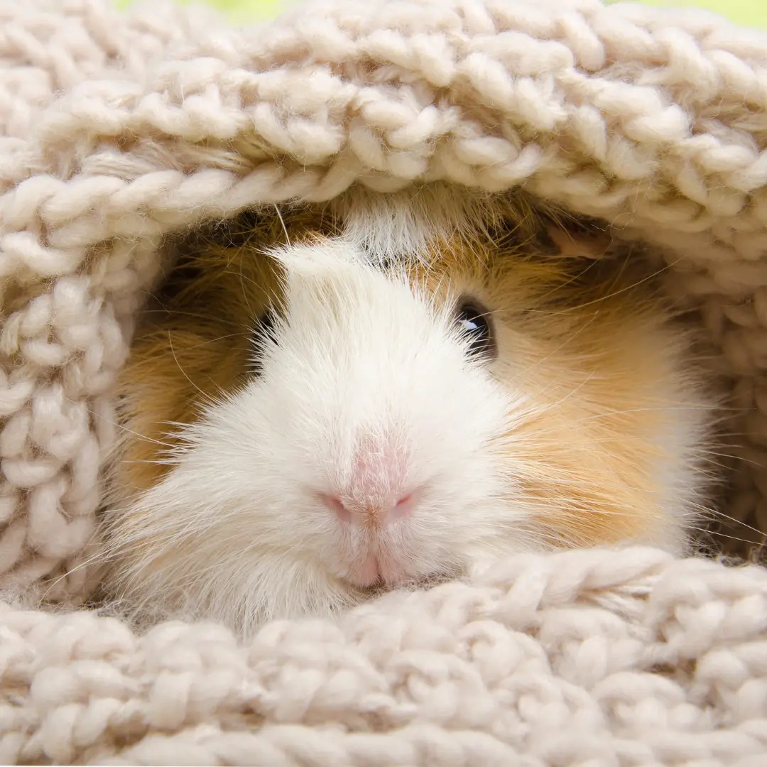 Do guinea pigs hibernate? unveiling the winter mystery