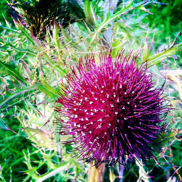 about_thistle