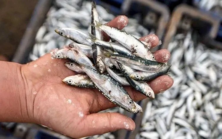 كاتبة الدولة تغلق مناطق تركز صغار الأسماك السطحية الصغيرة بالمصيدة الجنوبية