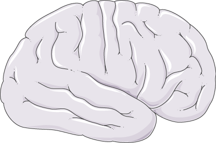 Brain