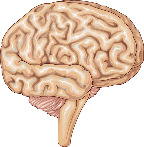 Brain