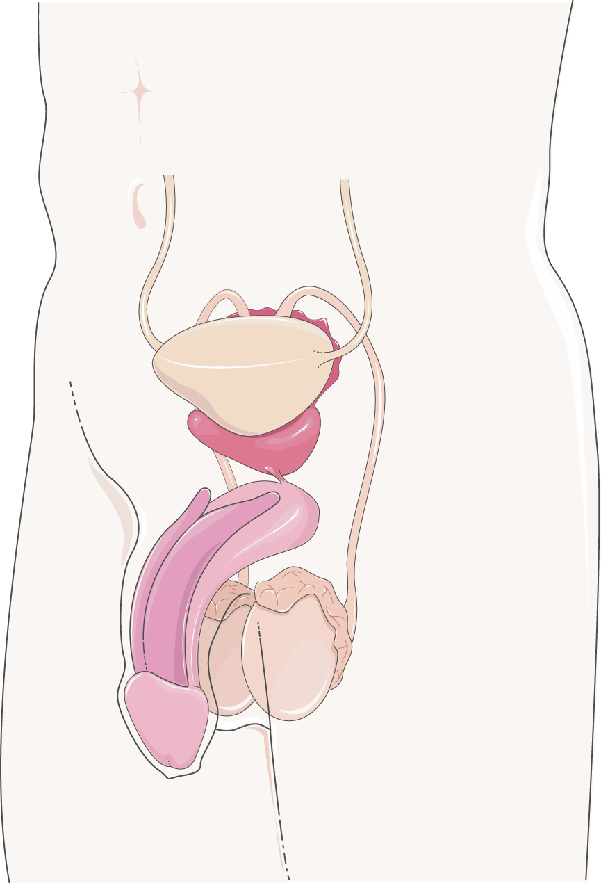Female Genitalia Can Evolve More Rapidly And Divergently Than Male Genitalia Nature Communications