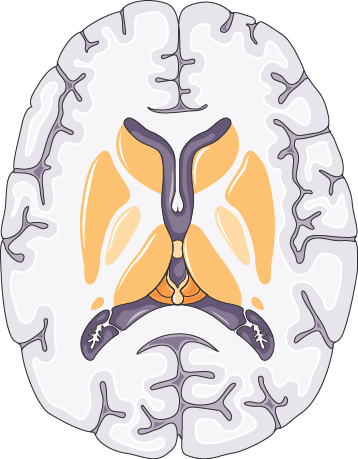 Brain section