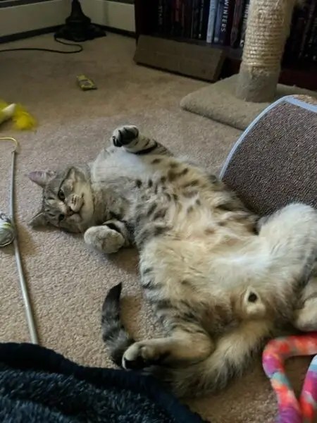 Picasso lays on his back and shows off his amazing tummy (and junk)