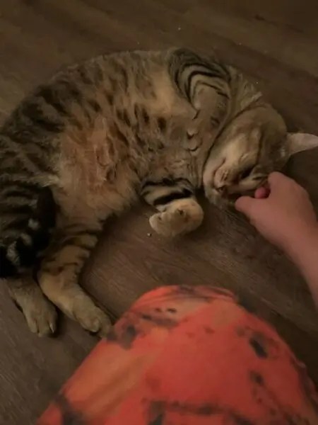 Picasso shows off his amazing tummy