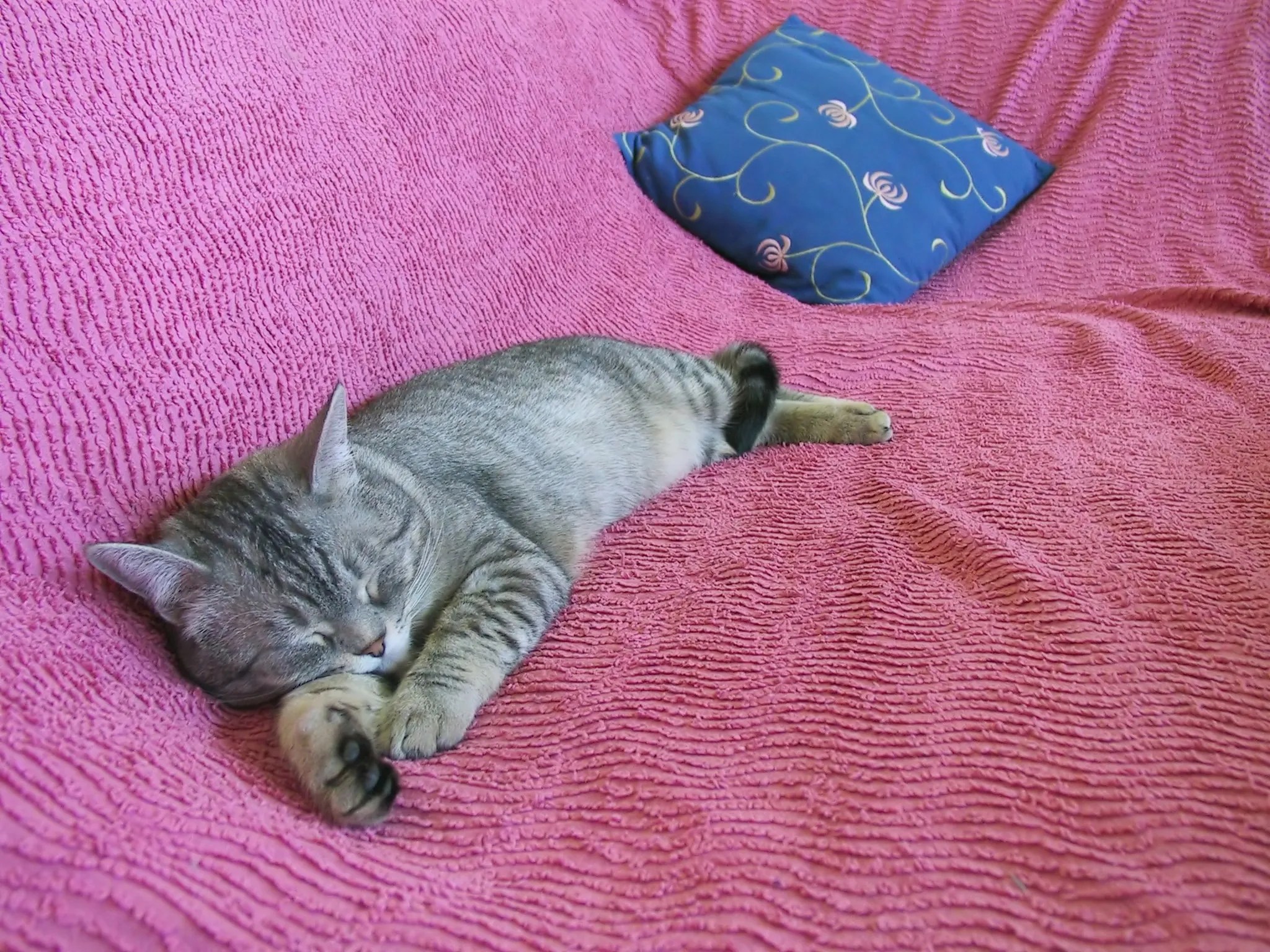 kitten-advice-archives-smart-cat-toys