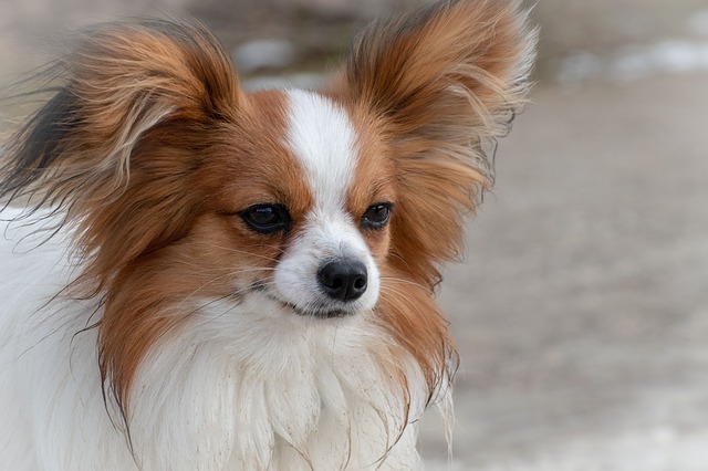 Breed Small Ear Dogs Floppy Dog Breeds Small Dog Breeds With