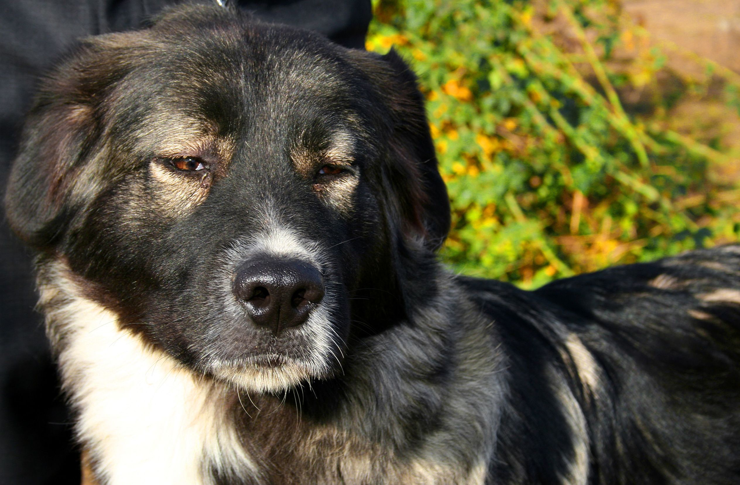 The Most Stunning Romanian Dog Breeds - dqwg17w