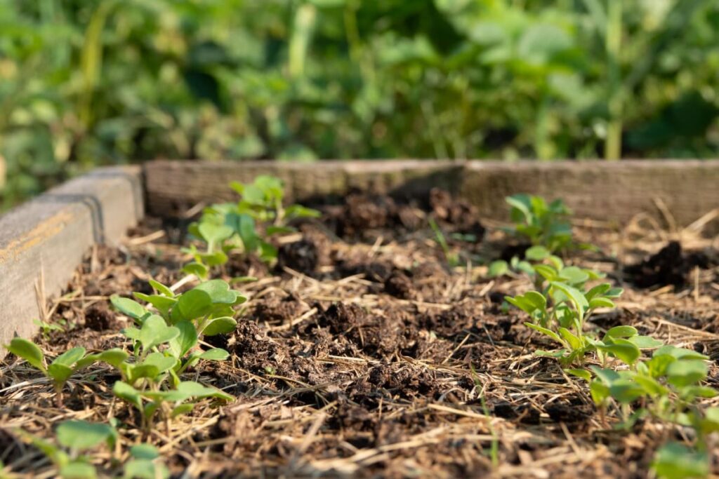 How to mulch a vegetable garden