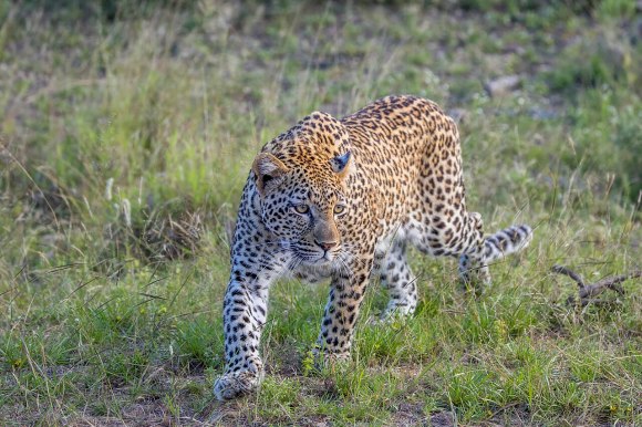 Kenya safari wildlife