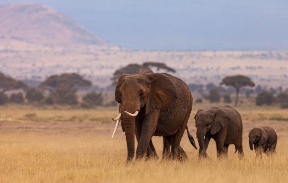 Big Five animals Kenya