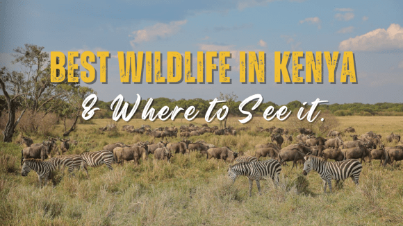 best wildlife in Kenya and where to experience it
