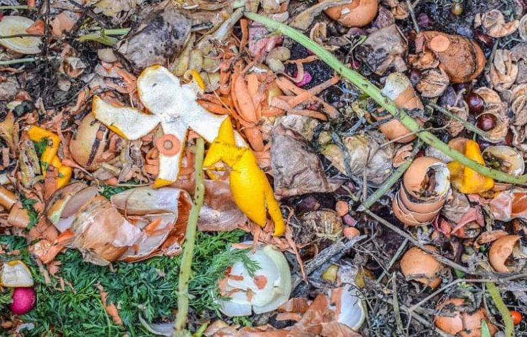 Manure vs. compost:which one is the best for your garden?