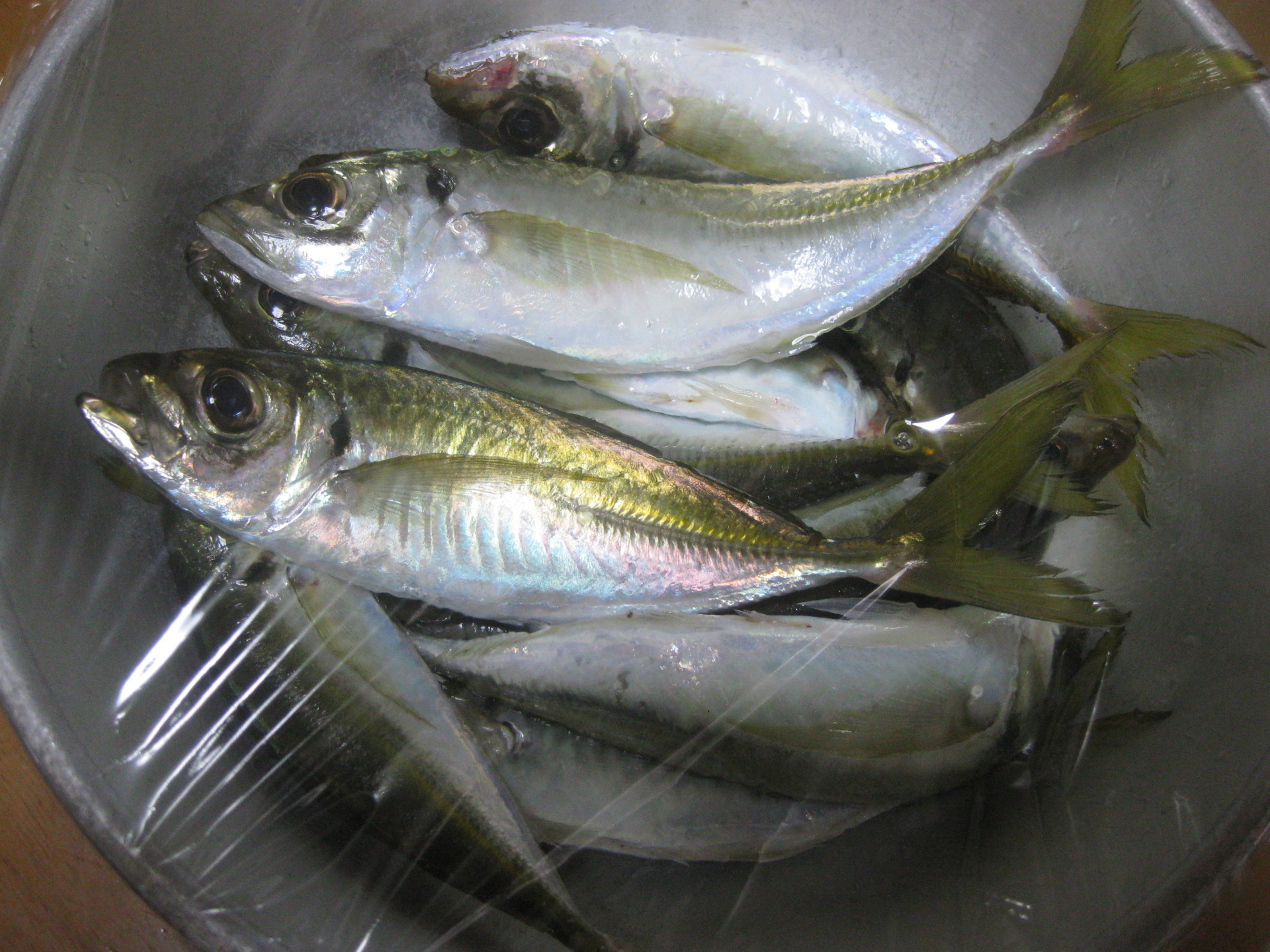 庄内浜釣り速報 ～ 秋アジ 低調続く ～: 紙魚のつぶやき
