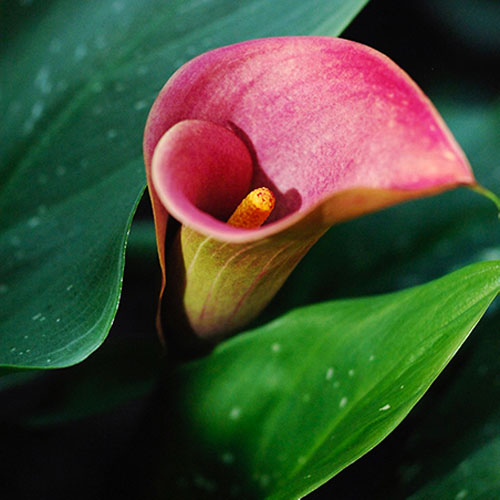 LILLY