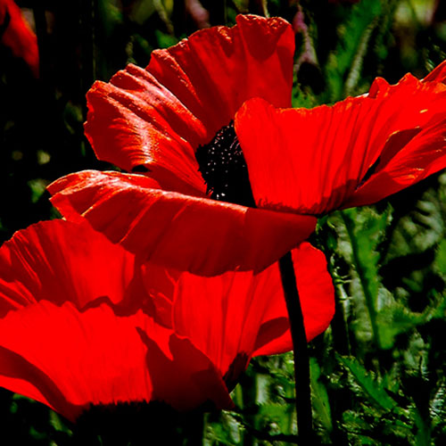 POPPIES