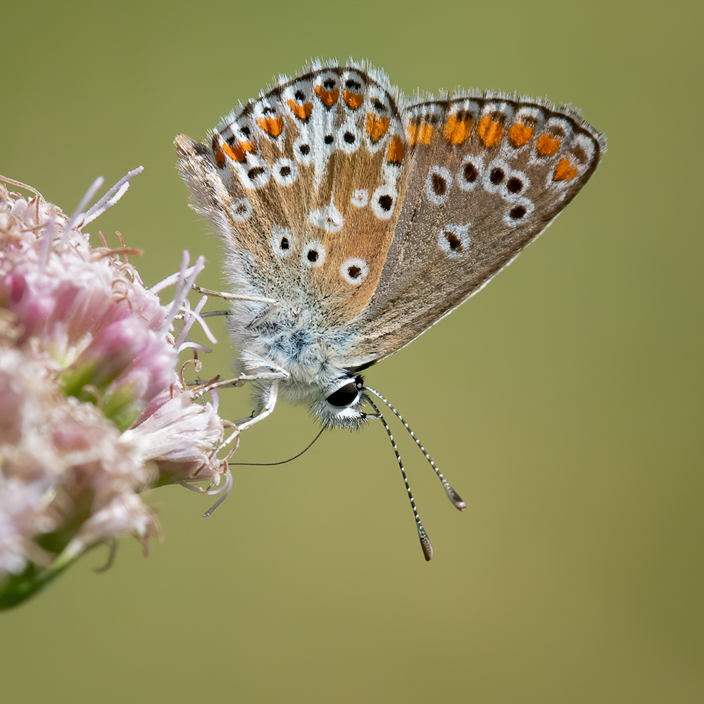 Brown Argus