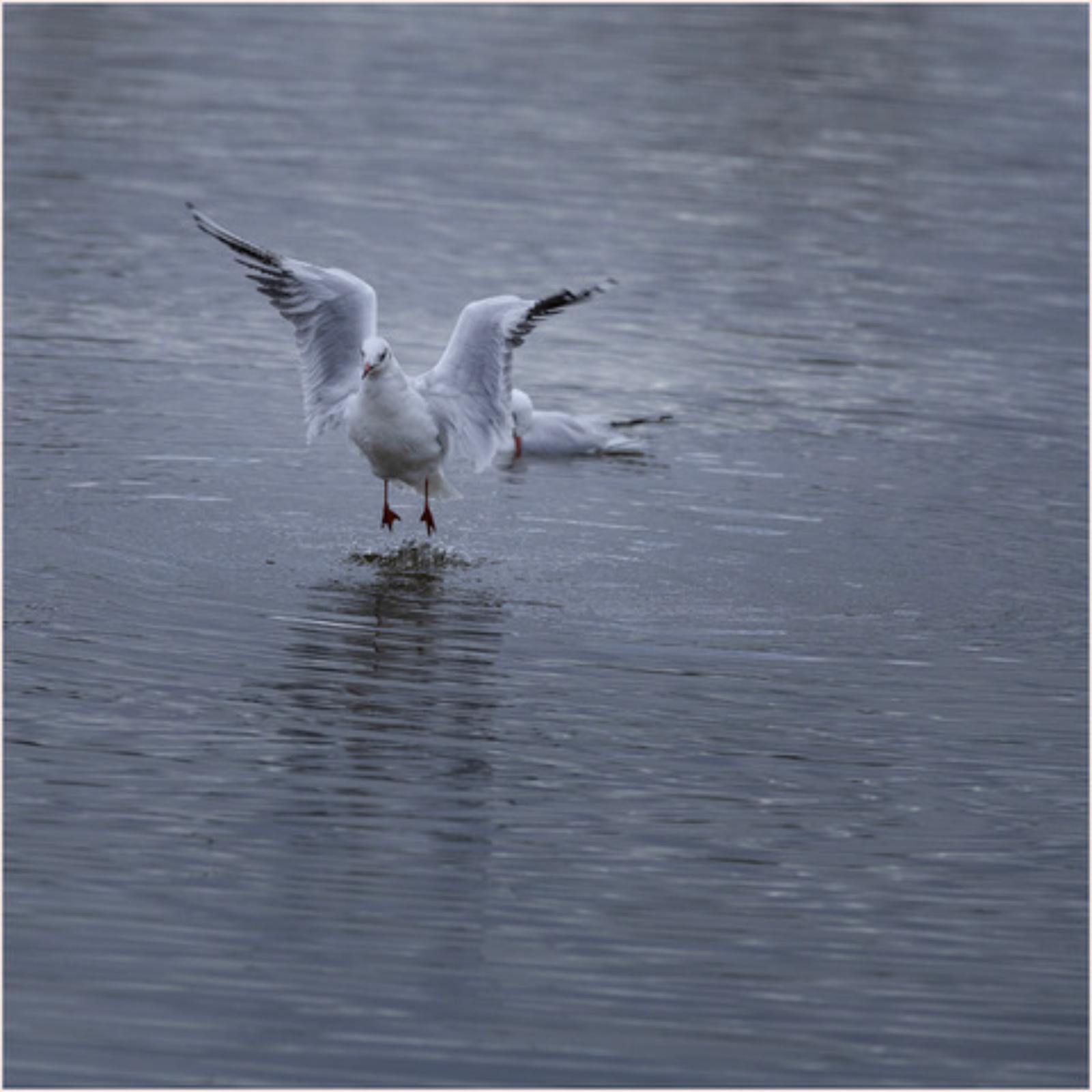 Taking flight