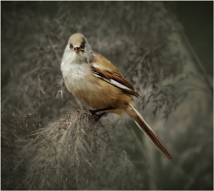 Third Beared Reedling Derek Danks